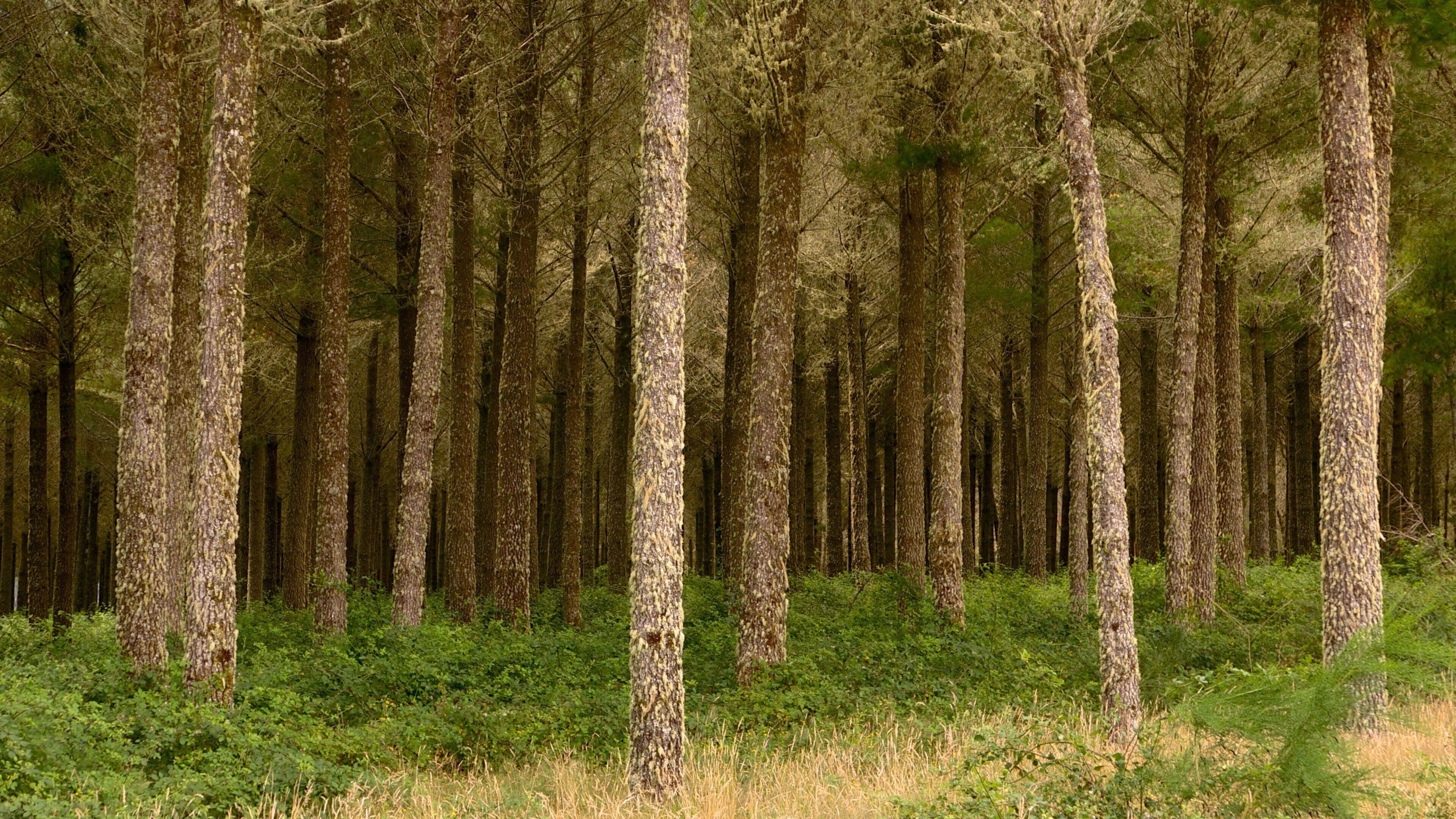Turangi showing forest scenes