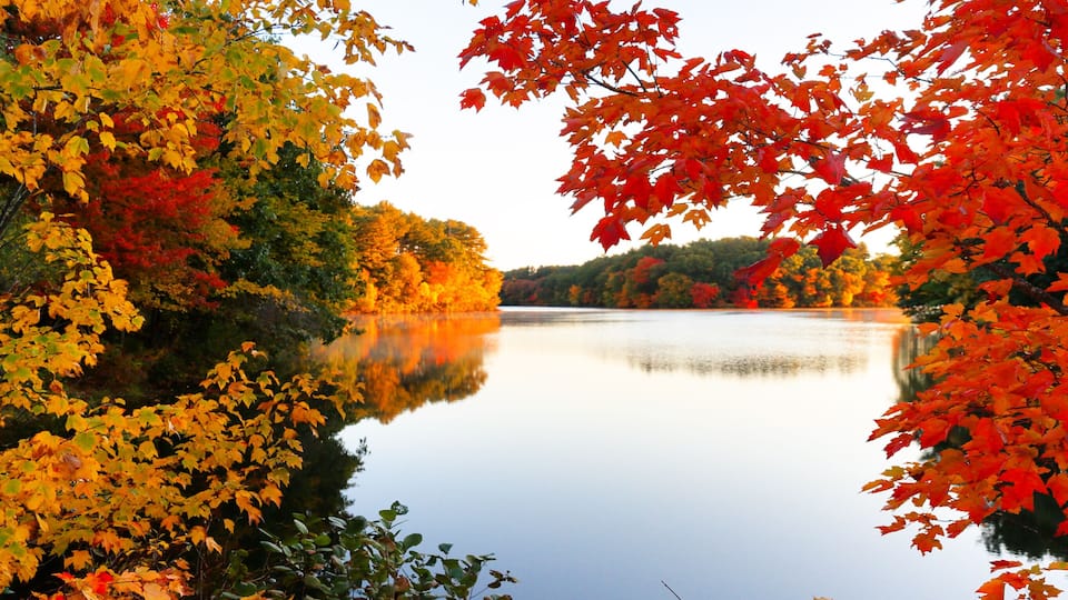 Beautiful New England Fall Foliage with water reflections at sunrise , Boston Massachusetts.
