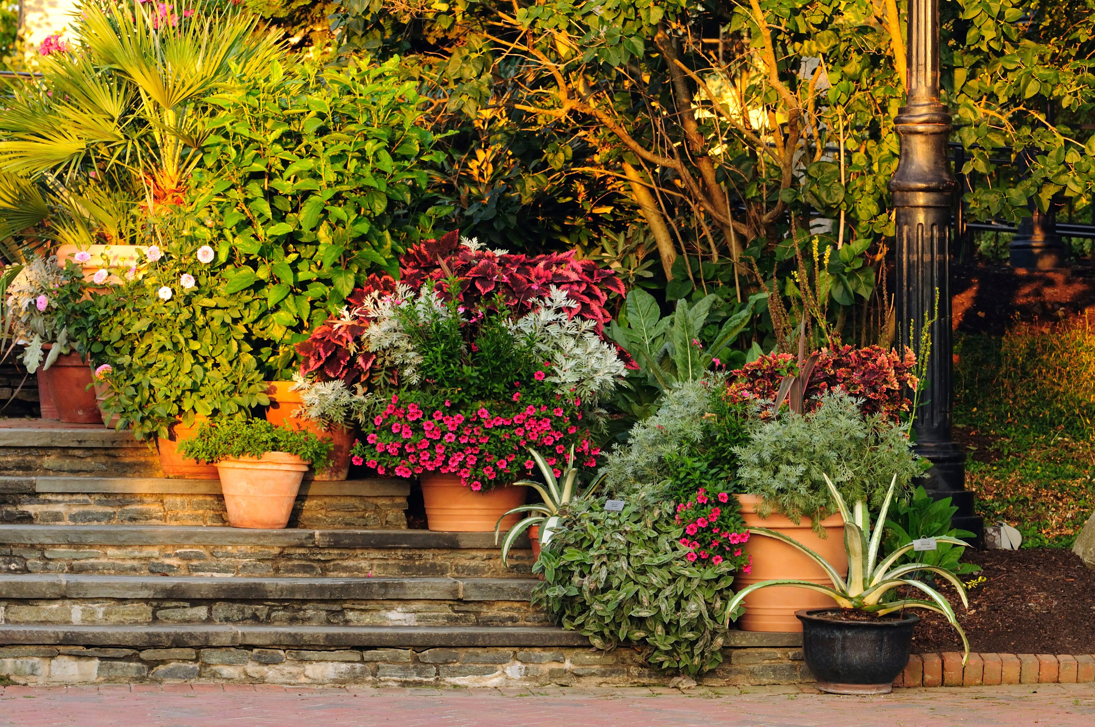 Potted plants on a stone stairway at sunset.; Tower Hill Botanic Garden, Boylston, Massachusetts.