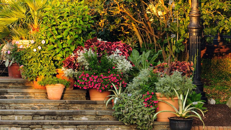 Potted plants on a stone stairway at sunset.; Tower Hill Botanic Garden, Boylston, Massachusetts.