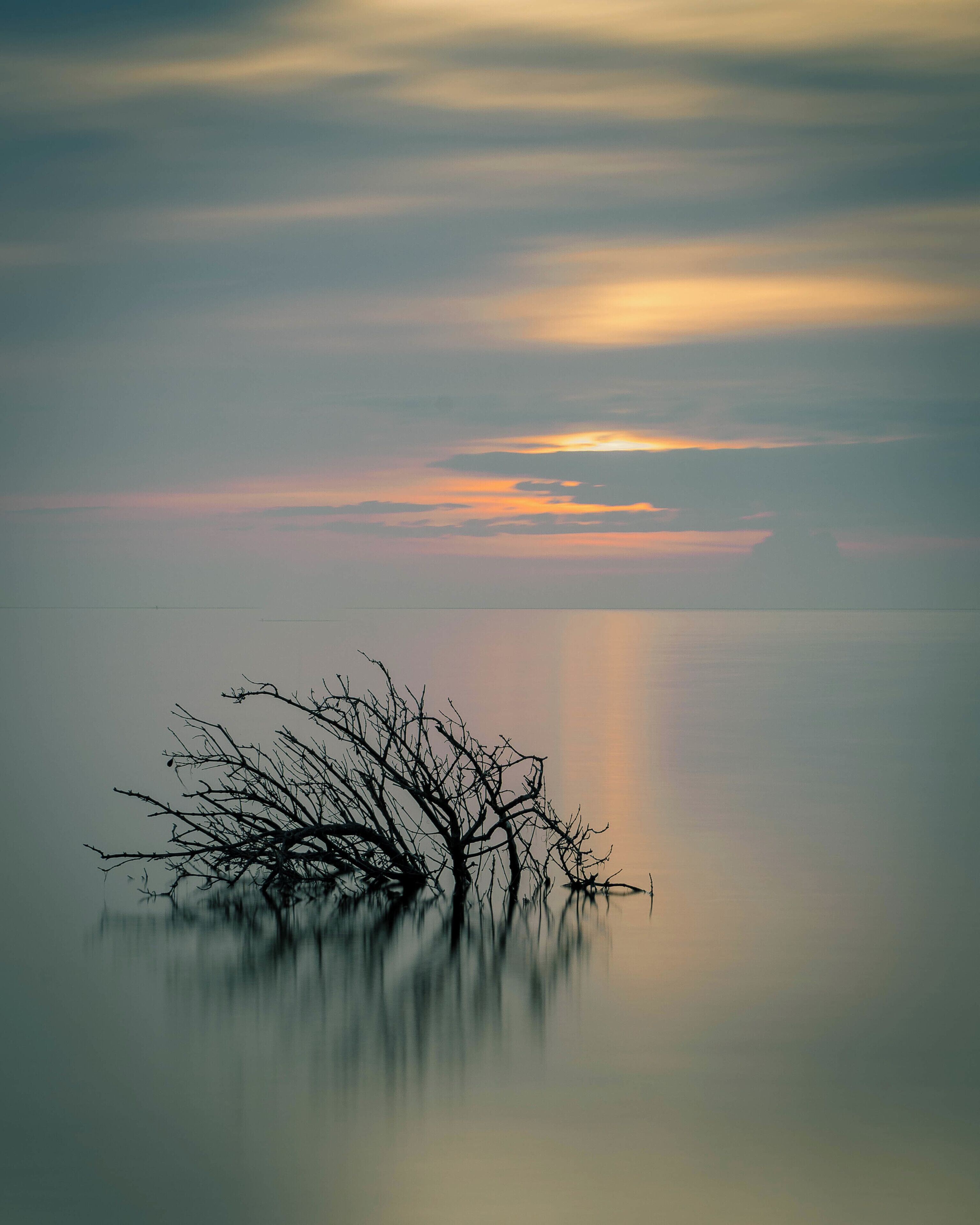 I'd been looking for a minimalist composition for the last couple of days and had seen this bush at low tide. When i saw it this morning the tide was up so I thought I'd give it a go as the sun came up. #sunrise