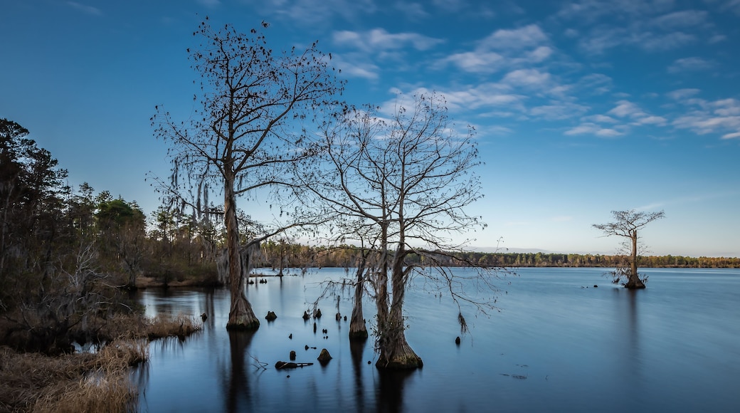 Singletary Lake State Park,North Carolina ,USA