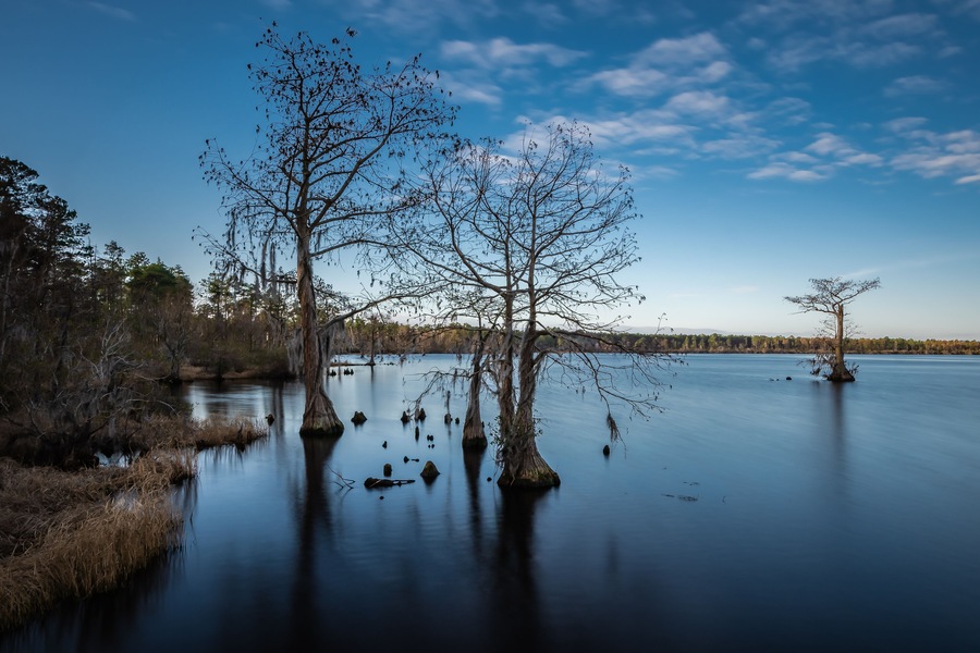 Singletary Lake State Park,North Carolina ,USA