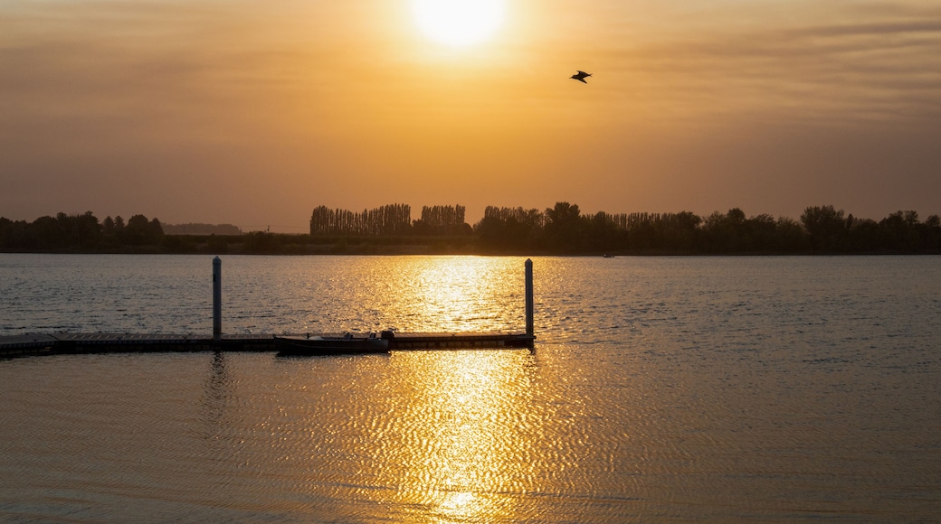 Birds Flying Across Hazy Sunrise