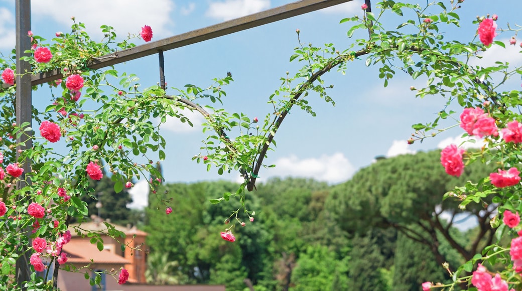 Rome’s municipal rose garden with copy space