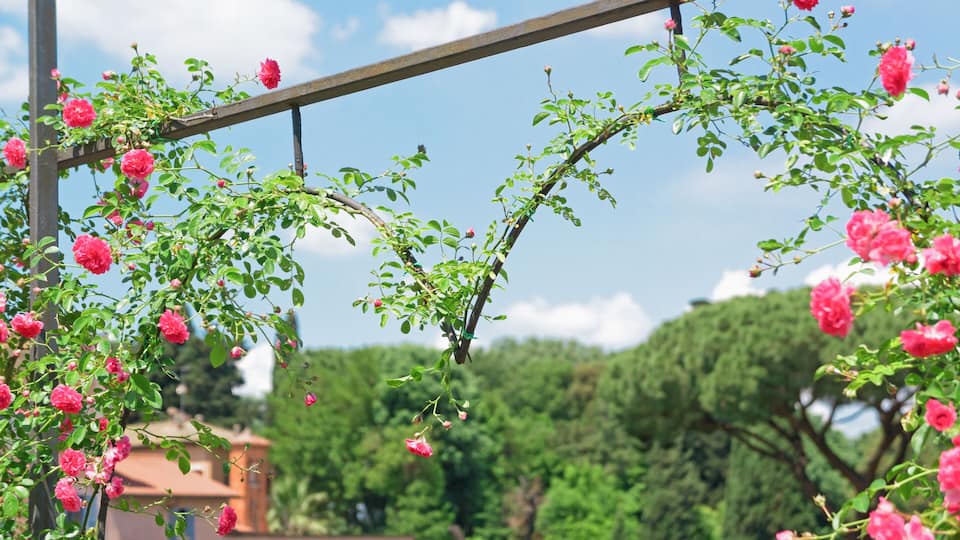 Rome’s municipal rose garden with copy space