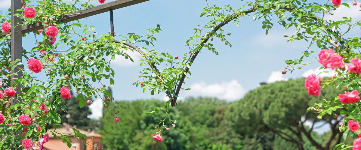 Rome’s municipal rose garden with copy space
