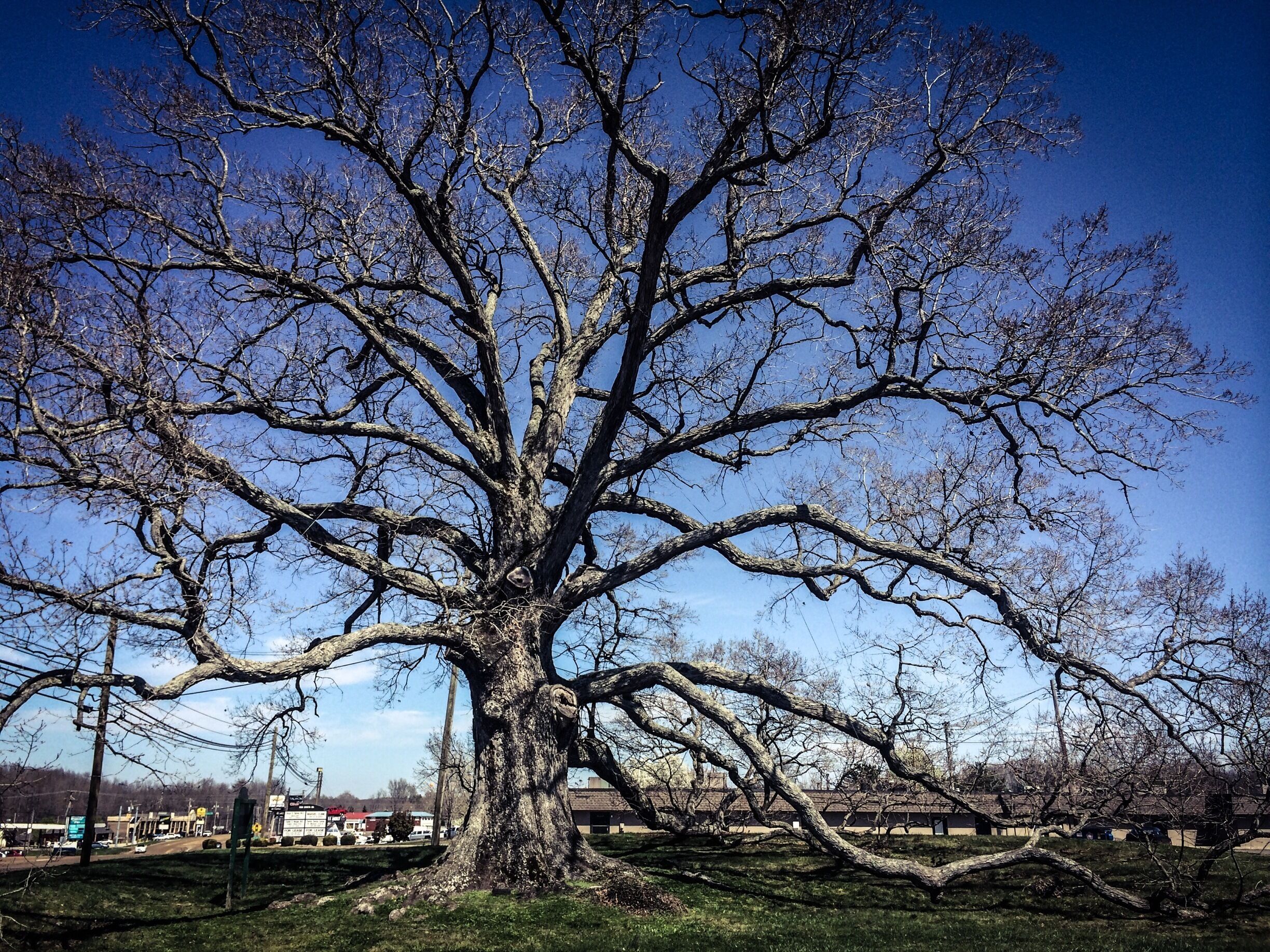 #treetrove
#roadtrip

Standing under this famous tree is almost a religious experience, for many have watched the events of a nation unfold. The Birthing Tree of McMinnville silently observed parties of travelers from Kentucky and Virginia passing westward in the great migration known as the Manifest Destiny. Meeting under its branches, some tarried long enough for children to be born. Even Native Americans believed that a child born under the canopy of this majestic tree was slated for a life of good fortune.

The Birthing Tree has been around for over 250 years.  It is among one of the oldest trees in the state of Tennessee, if not the oldest.
