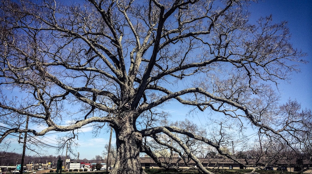 #treetrove
#roadtrip
Standing under this famous tree is almost a religious experience, for many have watched the events of a nation unfold. The Birthing Tree of McMinnville silently observed parties of travelers from Kentucky and Virginia passing westward in the great migration known as the Manifest Destiny. Meeting under its branches, some tarried long enough for children to be born. Even Native Americans believed that a child born under the canopy of this majestic tree was slated for a life of good fortune.
The Birthing Tree has been around for over 250 years. It is among one of the oldest trees in the state of Tennessee, if not the oldest.