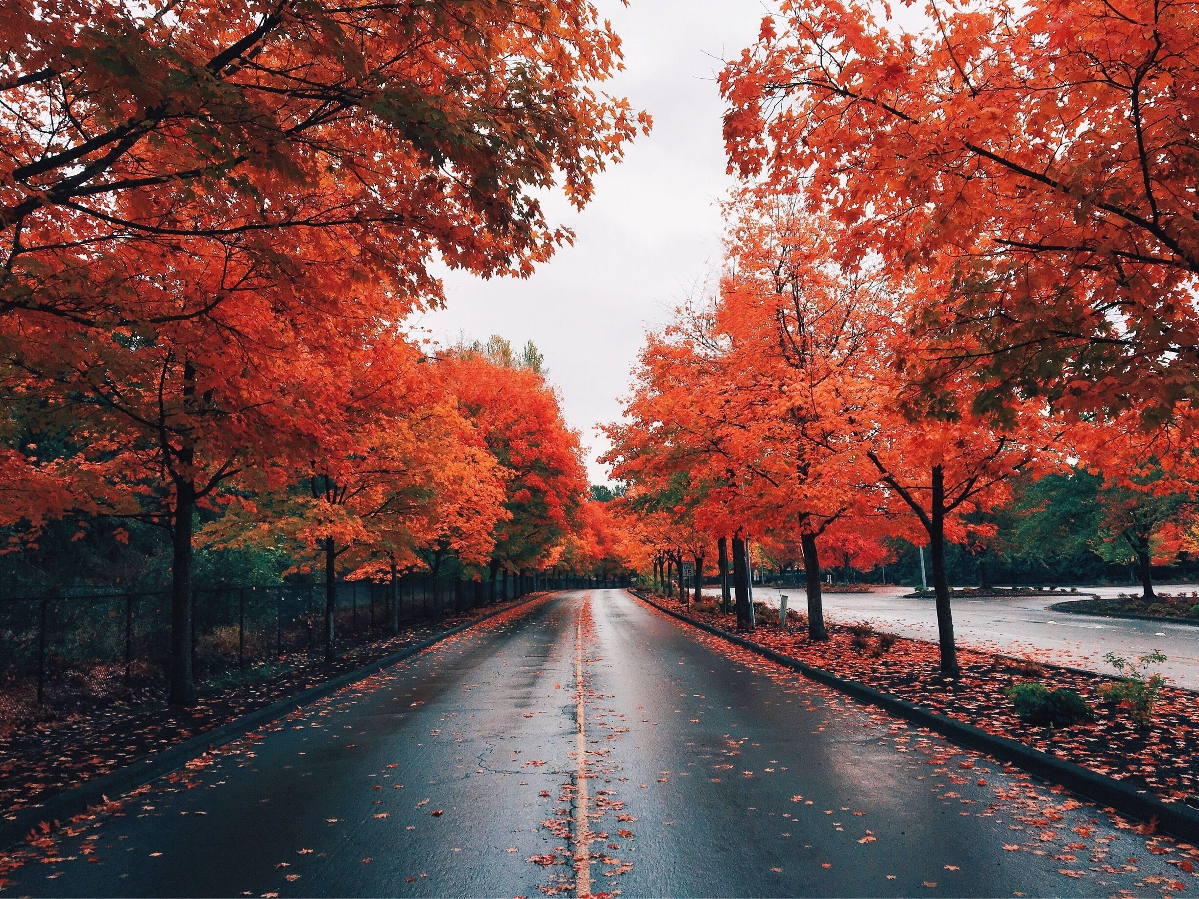 Beautiful Drive #fall #autumn #colorful 