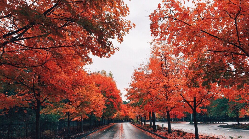 Beautiful Drive #fall #autumn #colorful
