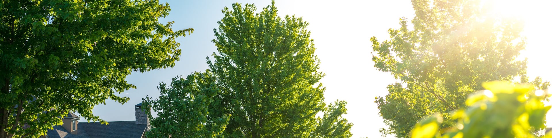 A suburban street lined with trees and houses.