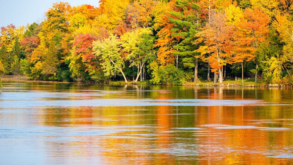 Colorful autumn trees reflecting off of the Wisconsin River in Merrill, Wisconsin