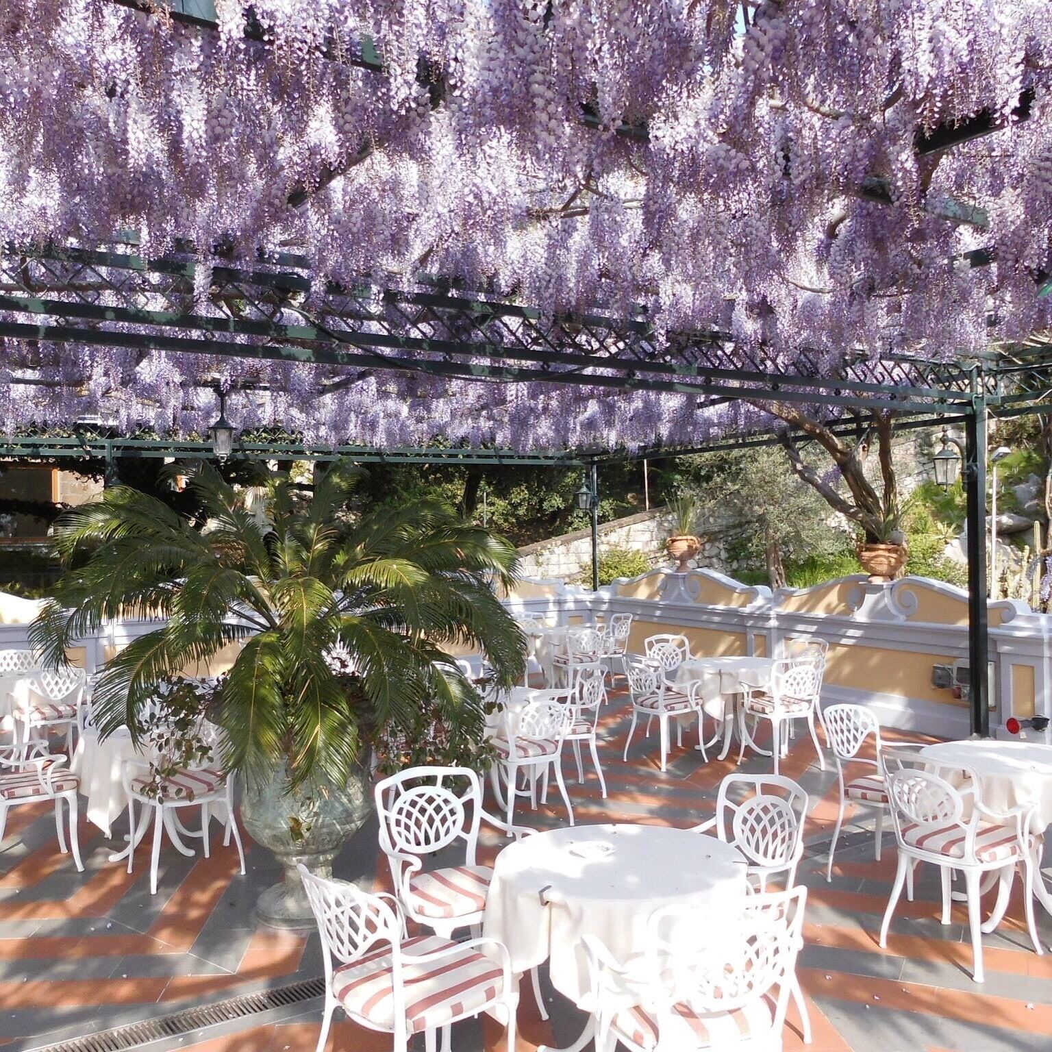 Wisteria canopy