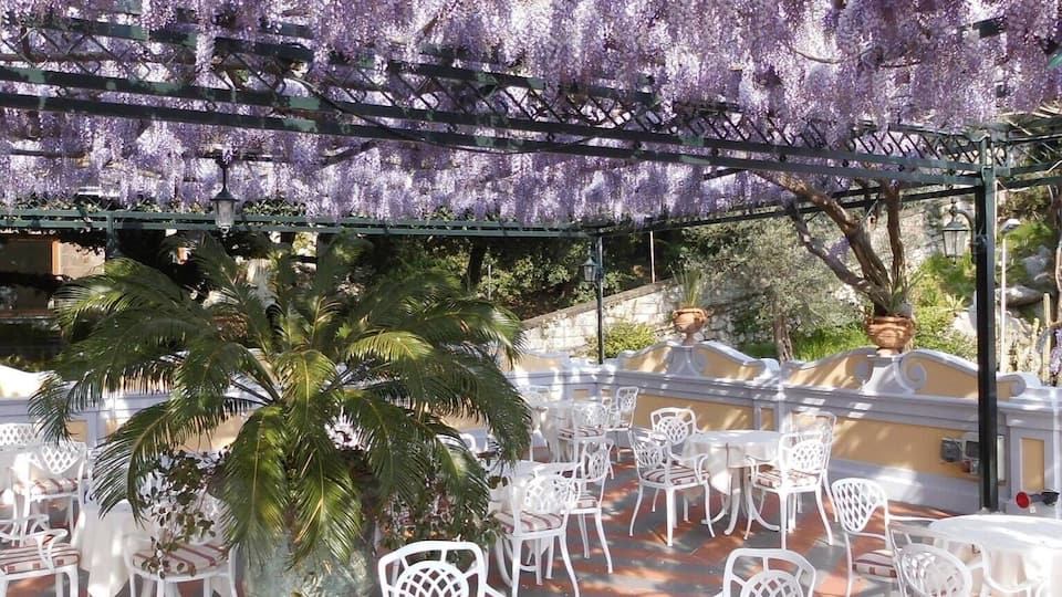 Wisteria canopy