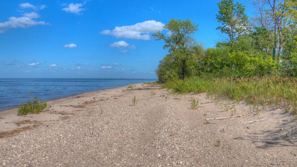 A pebbly beach with sparse vegetation and trees in the background.