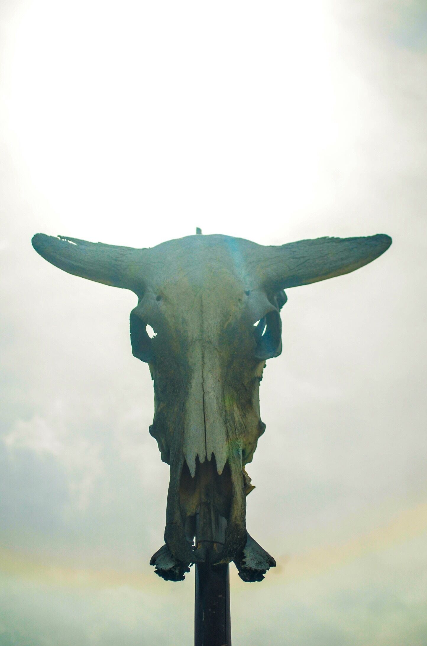 cool skull. never thought i'd see one in person. its much prettier up close.

#cebu #philippines