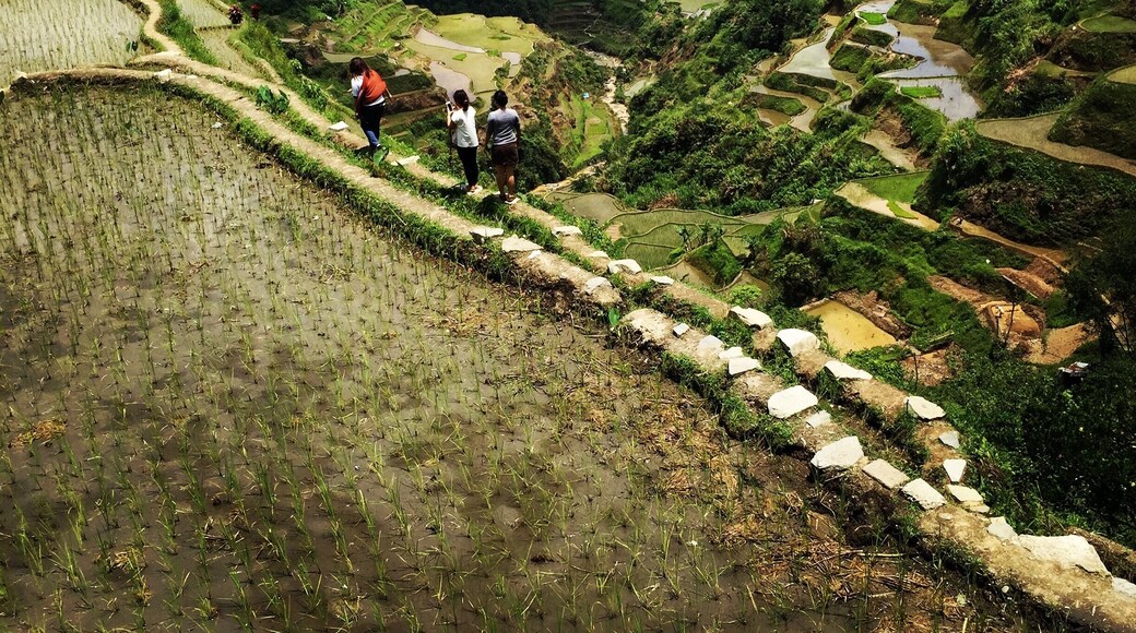 Banaue Rice Terraces consider as the eight wonder of the world and declared as the world heritage site.