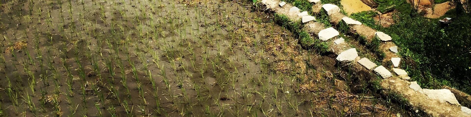 Banaue Rice Terraces consider as the eight wonder of the world and declared as the world heritage site.