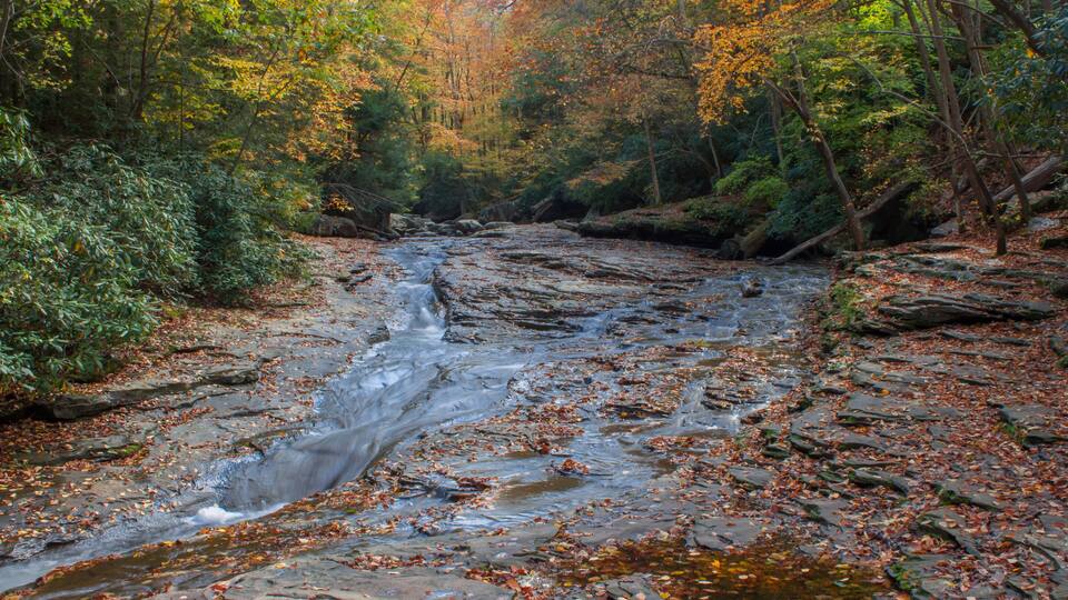 A stream flowing through a forest with autumn leaves.