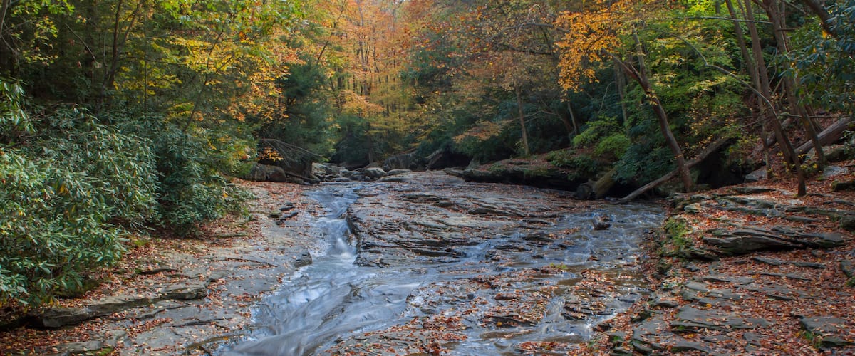 A stream flowing through a forest with autumn leaves.