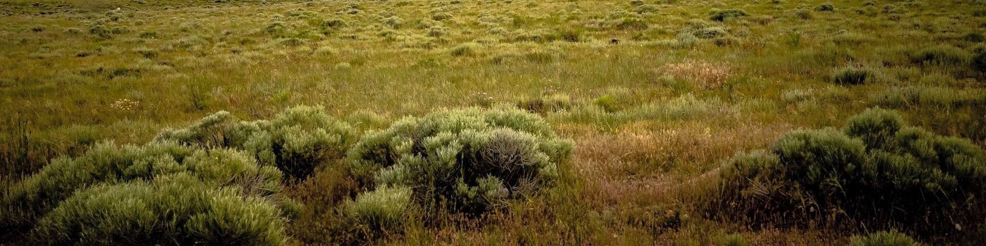 A vast grassy field with rolling hills under a cloudy sky.
