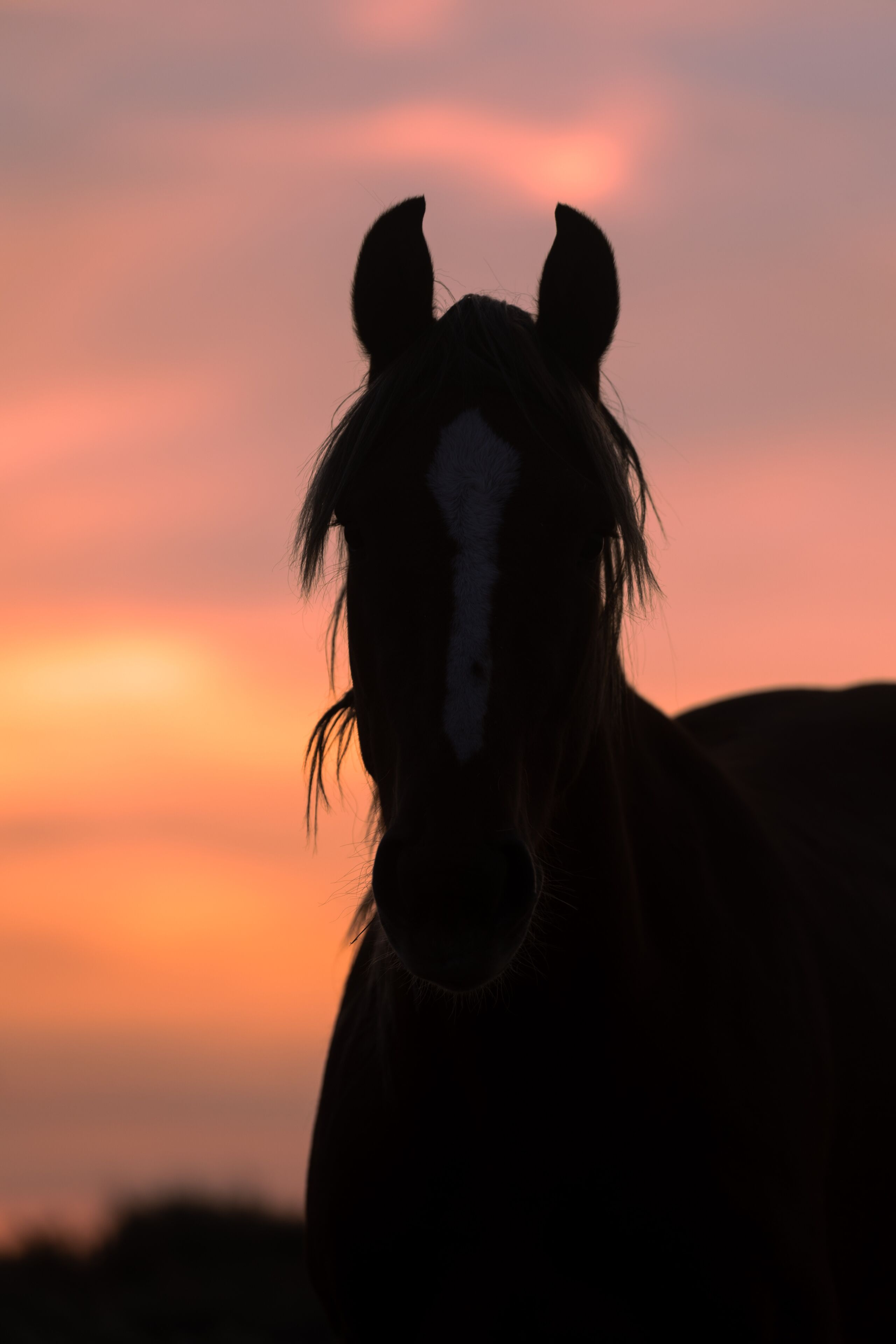 A silhouette of a horse against a sunset sky.