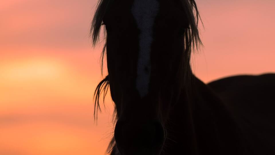 A silhouette of a horse against a sunset sky.