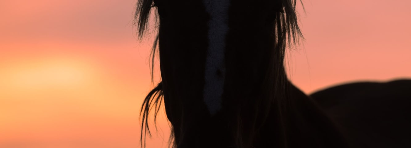 Silueta de un caballo contra un cielo al atardecer.