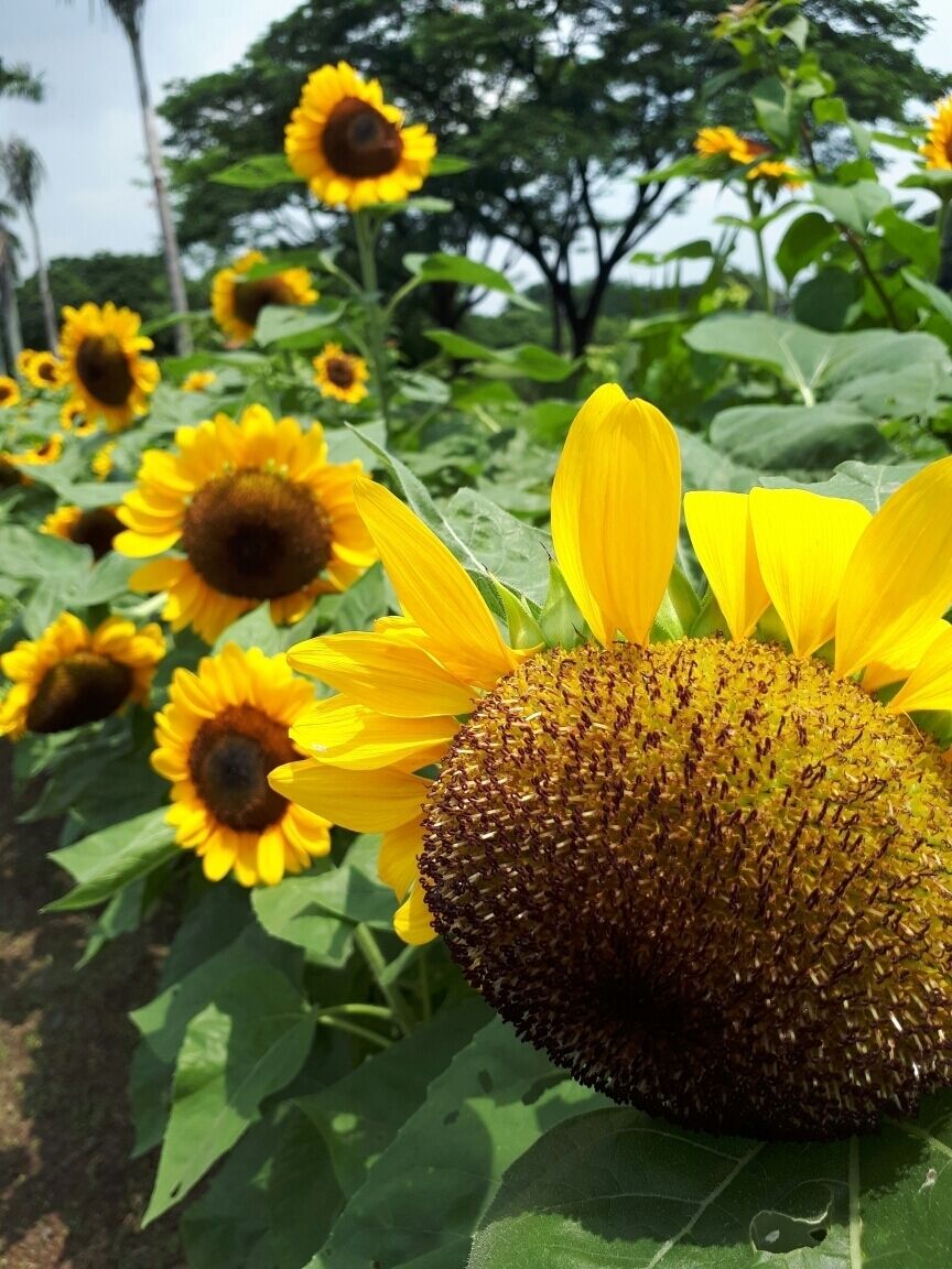 A sunflower field with a prominent sunflower in the foreground.