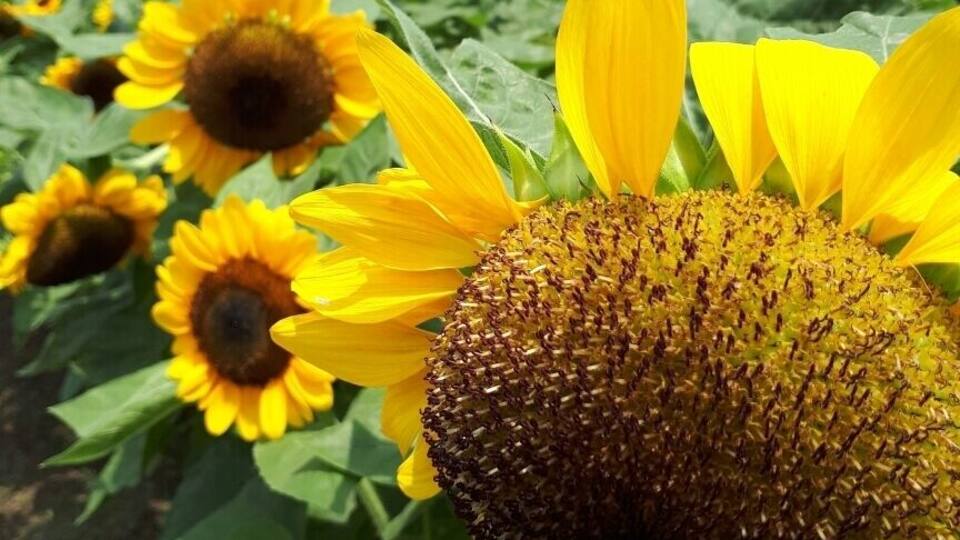 A sunflower field with a prominent sunflower in the foreground.
