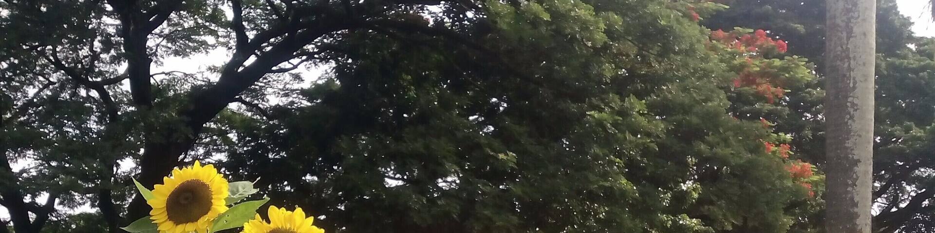 Sunflowers signify a new beginning as they bloom in time for the graduation ceremony of students who made it to the finish line! These lovely flowers are quite a sight along University Avenue. Come visit them and be inspired!
#sablay #graduation #UPlife