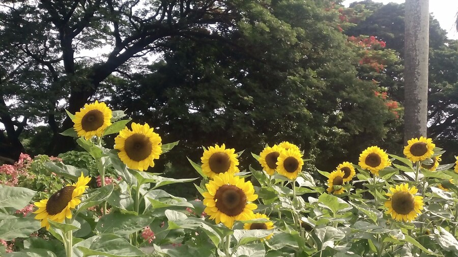 Sunflowers signify a new beginning as they bloom in time for the graduation ceremony of students who made it to the finish line! These lovely flowers are quite a sight along University Avenue. Come visit them and be inspired!
#sablay #graduation #UPlife