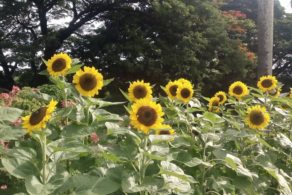 A garden with sunflowers and trees.