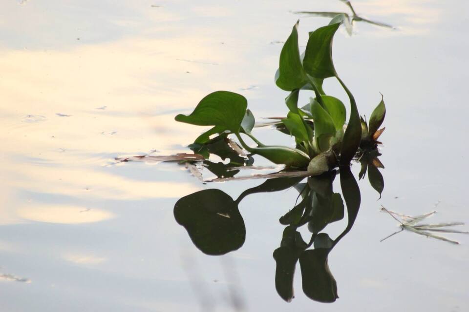 A water plant reflection on a calm surface.