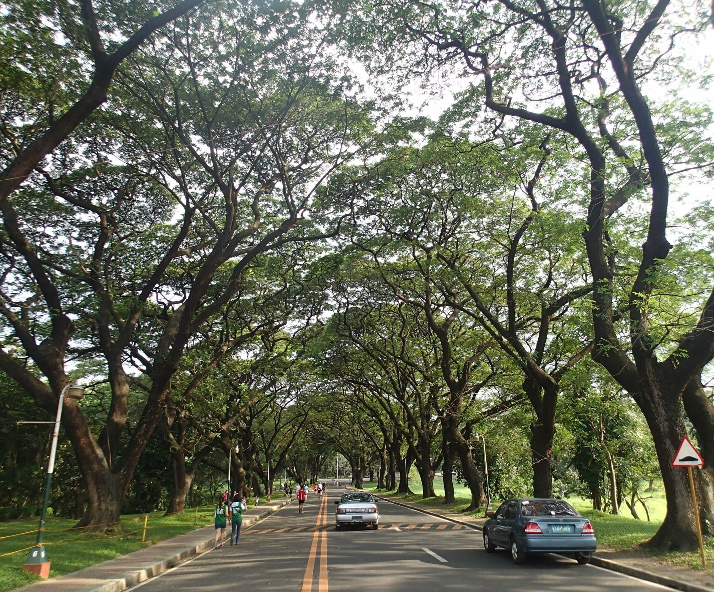 I will always have fond memories of the University of the Philippines Diliman campus where I spent 7 years of my young adult life. Roxas Avenue is always dreamy with its canopy of tree branches.

Photo taken on 20 October 2013.