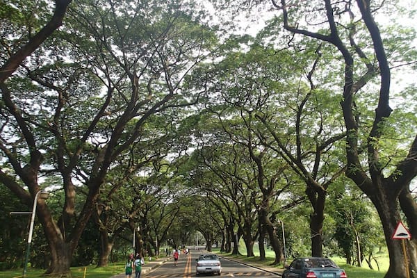 Uma estrada arborizada com carros e pedestres.