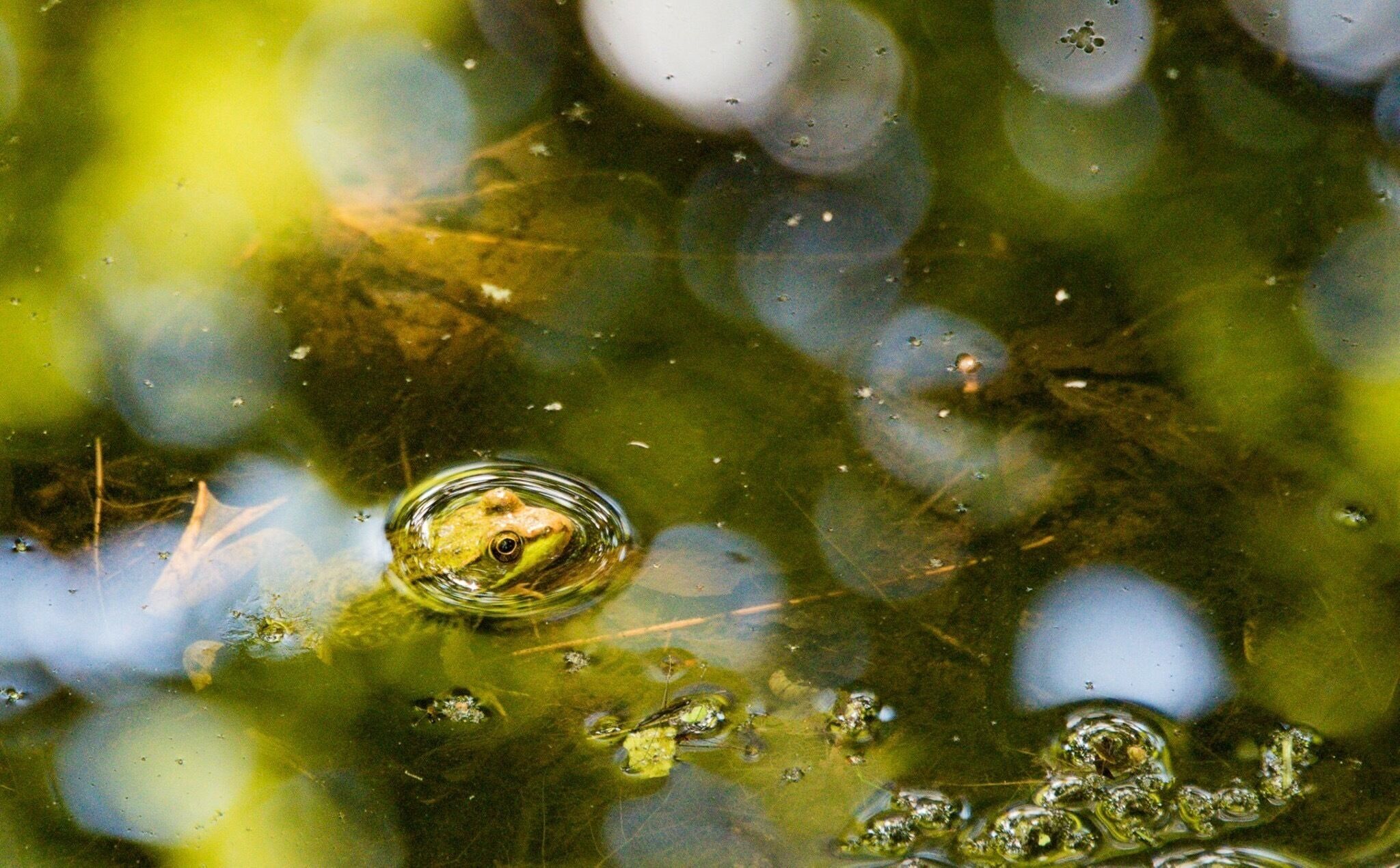 Cool walk... nice boardwalk trails