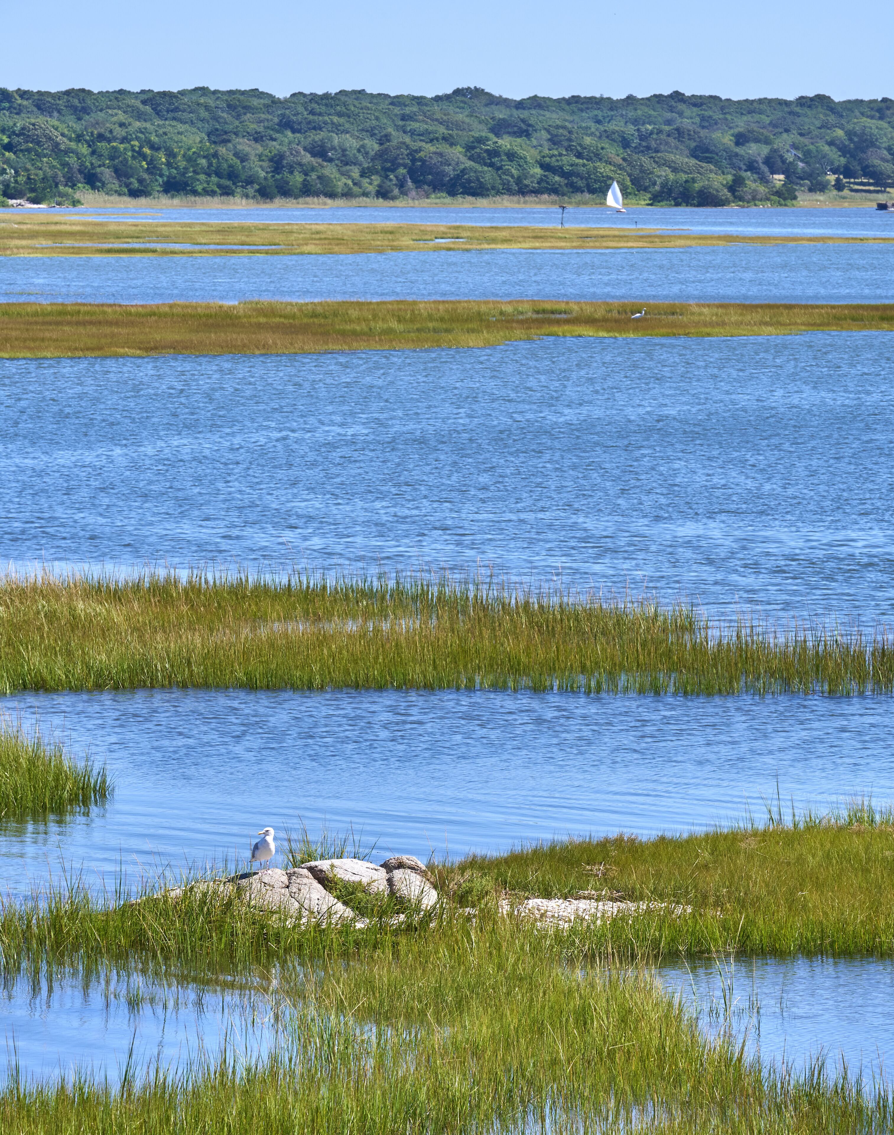 A seagull sits on a rock in the marsh grass of while a small sailboat is seen across the Westport River.