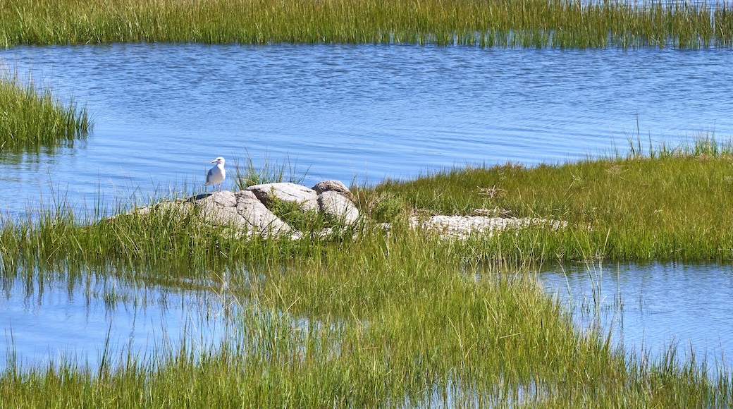 A seagull sits on a rock in the marsh grass of while a small sailboat is seen across the Westport River.