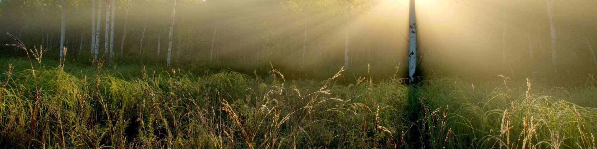 Dramatic Sun Beams in the Foggy Aspen Meadow