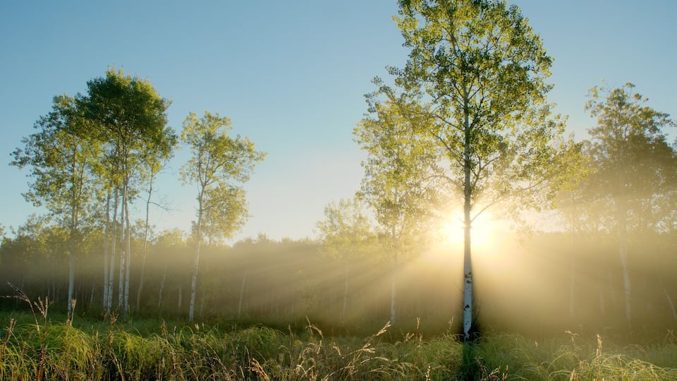 Dramatic Sun Beams in the Foggy Aspen Meadow