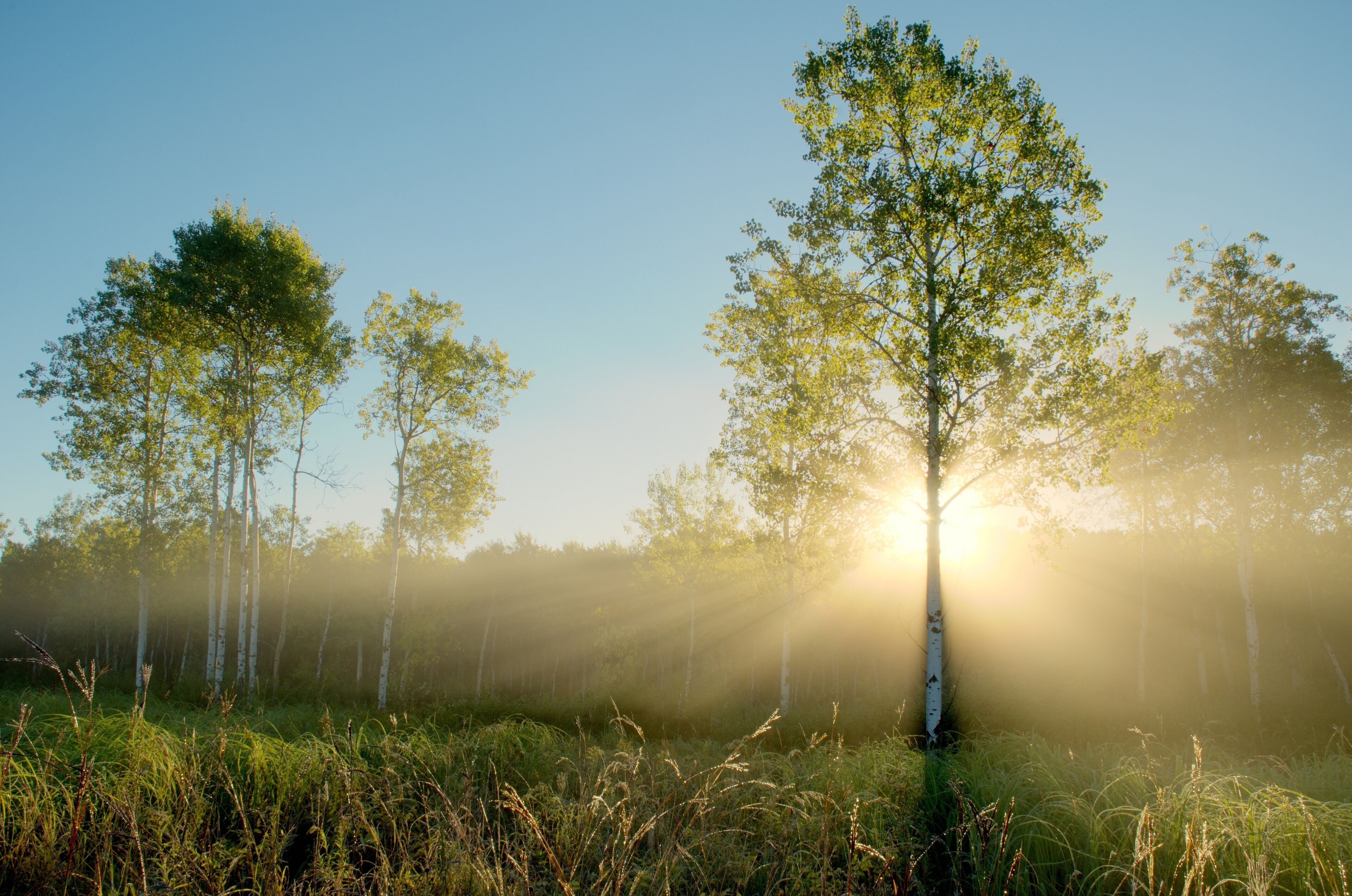 A forest with tall trees and sunlight filtering through.