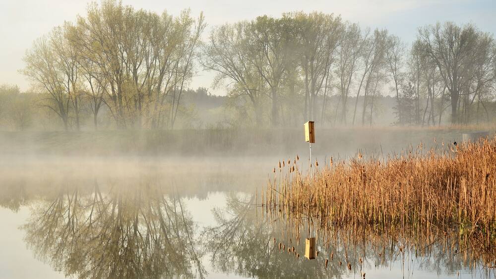 Morning Reflections on a Calm Pond
