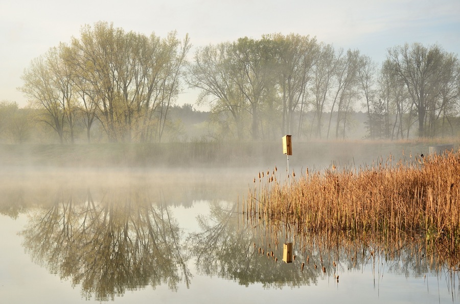 Morning Reflections on a Calm Pond