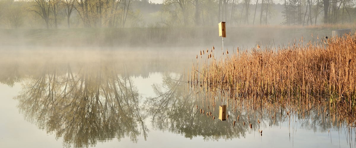A misty lake with reflections of trees and reeds.