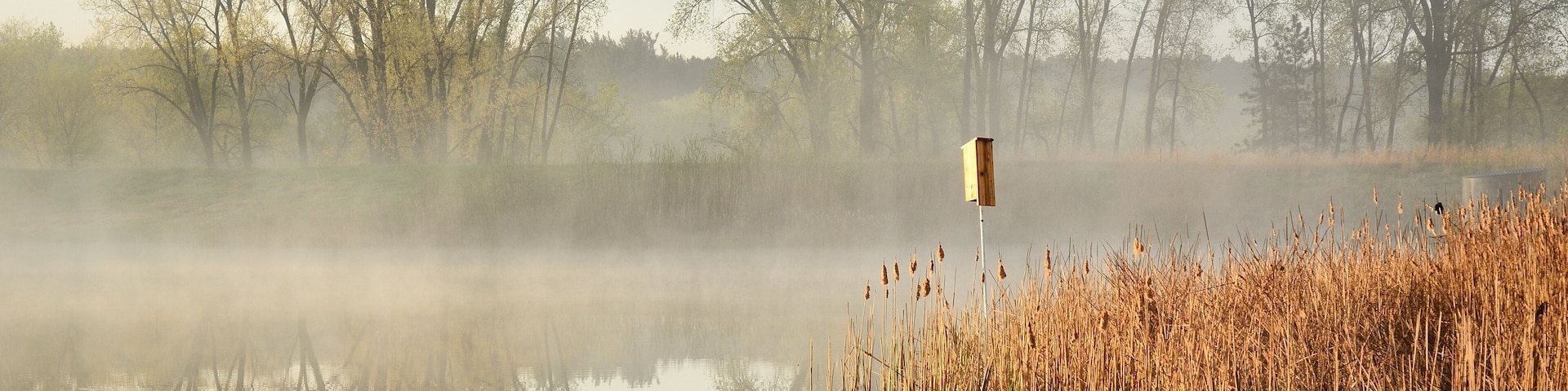 A misty lake with reflections of trees and reeds.