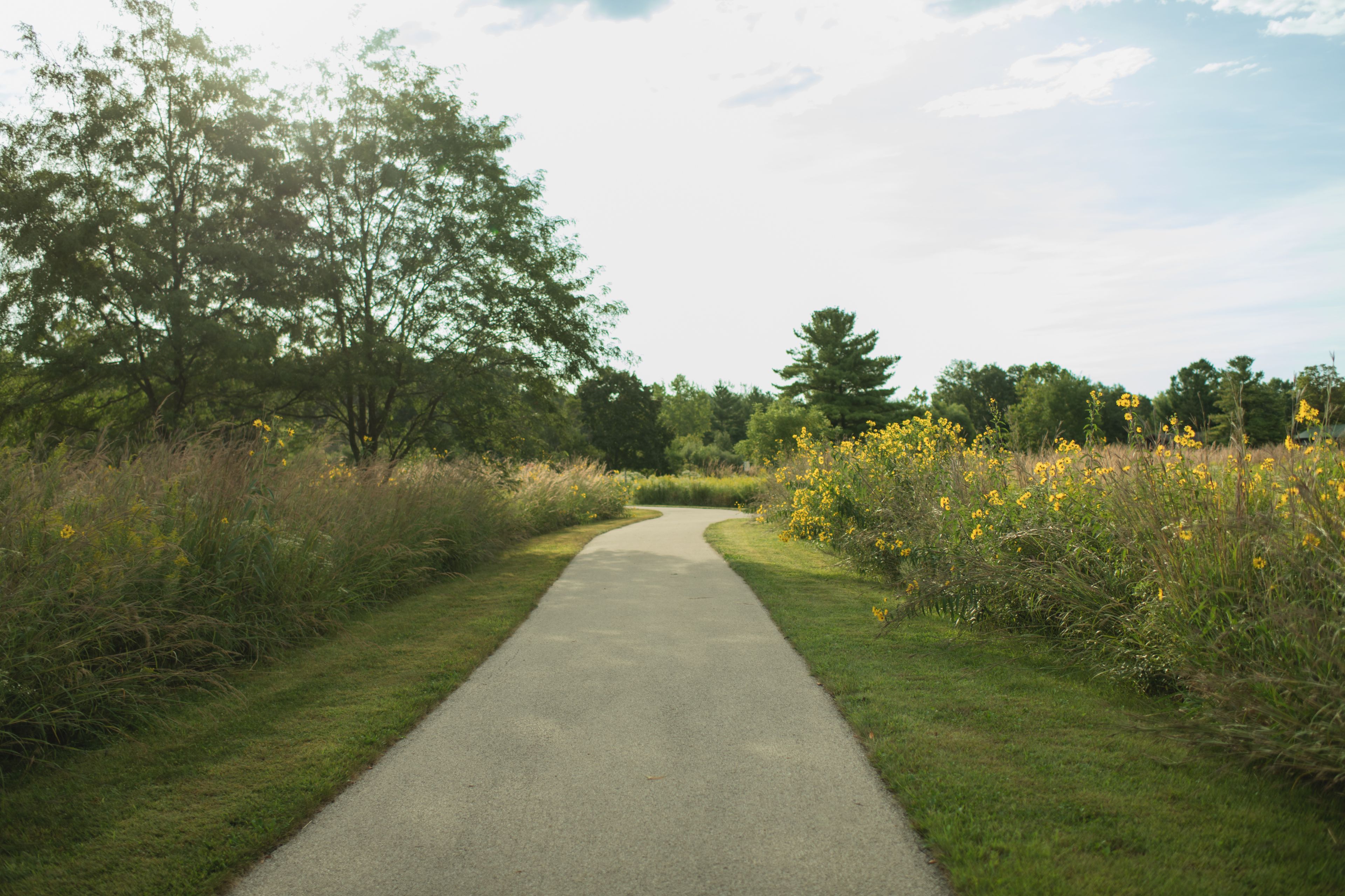 A paved path flanked by grass and yellow wildflowers, leading through a wooded area.