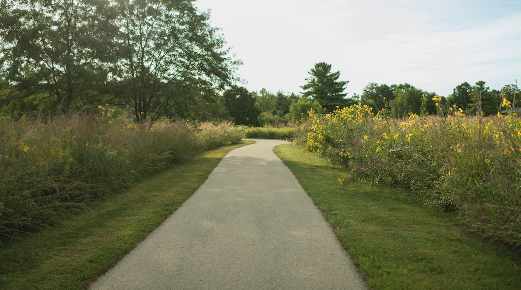 A paved path flanked by grass and yellow wildflowers, leading through a wooded area.