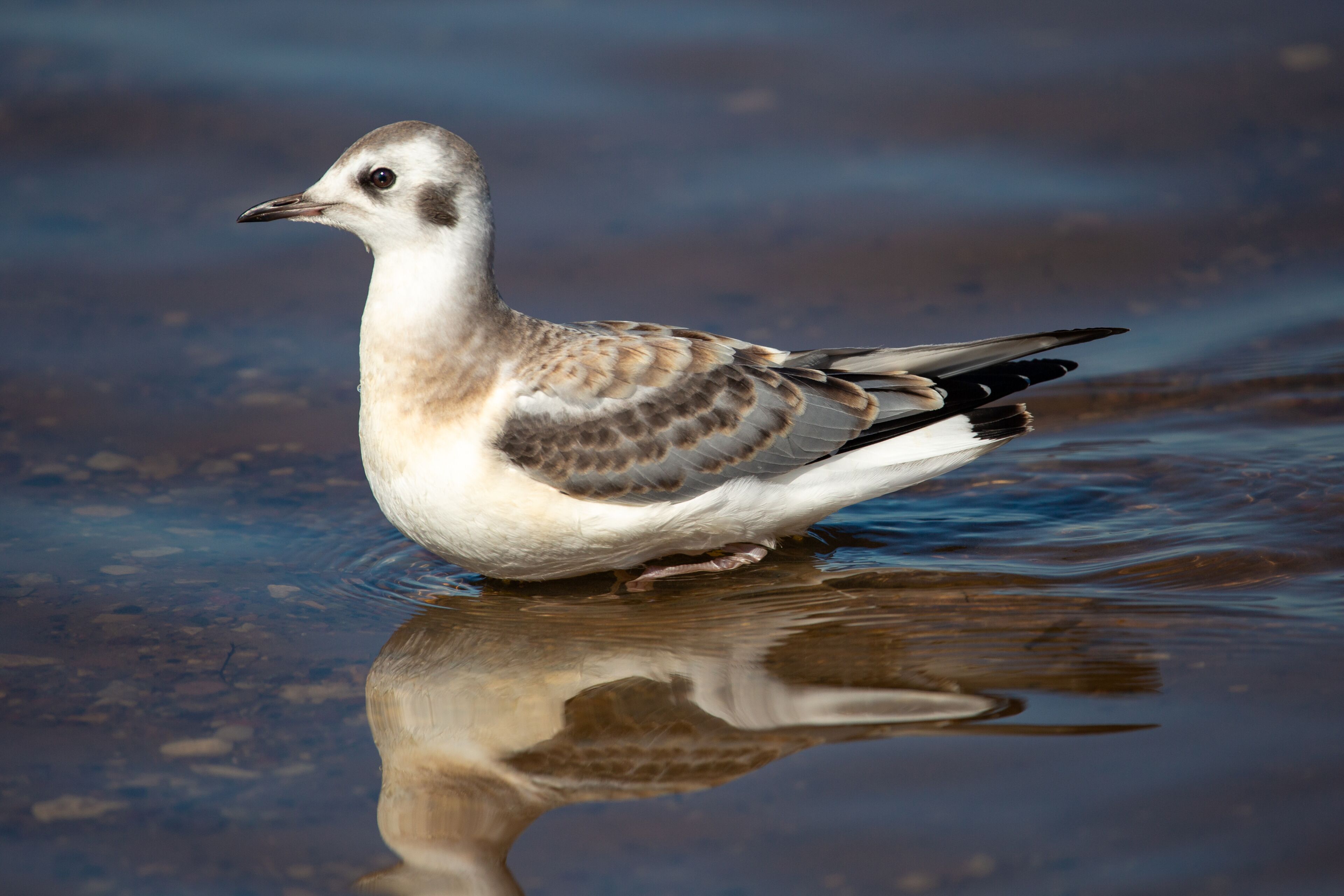 Juvenile Bonaparte's Gull (Larus philadelphia) standing in Shawano Lake in Wisconsin